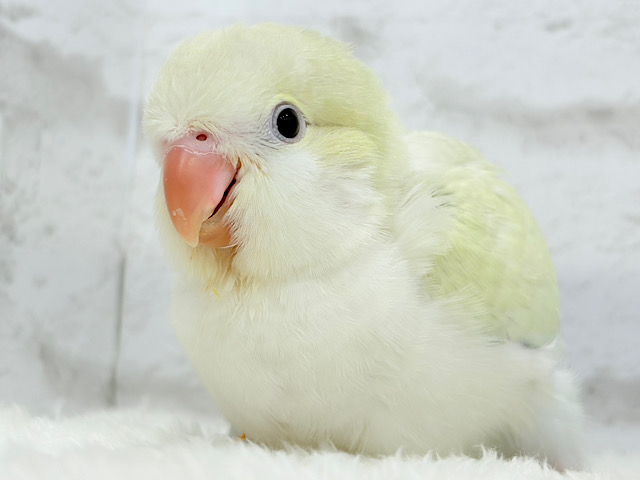 【最新画像更新🪄】甘々コットンキャンディー🐥🍬🫧オキナインコ(アクアブルーパリドオパーリン) ヒナ