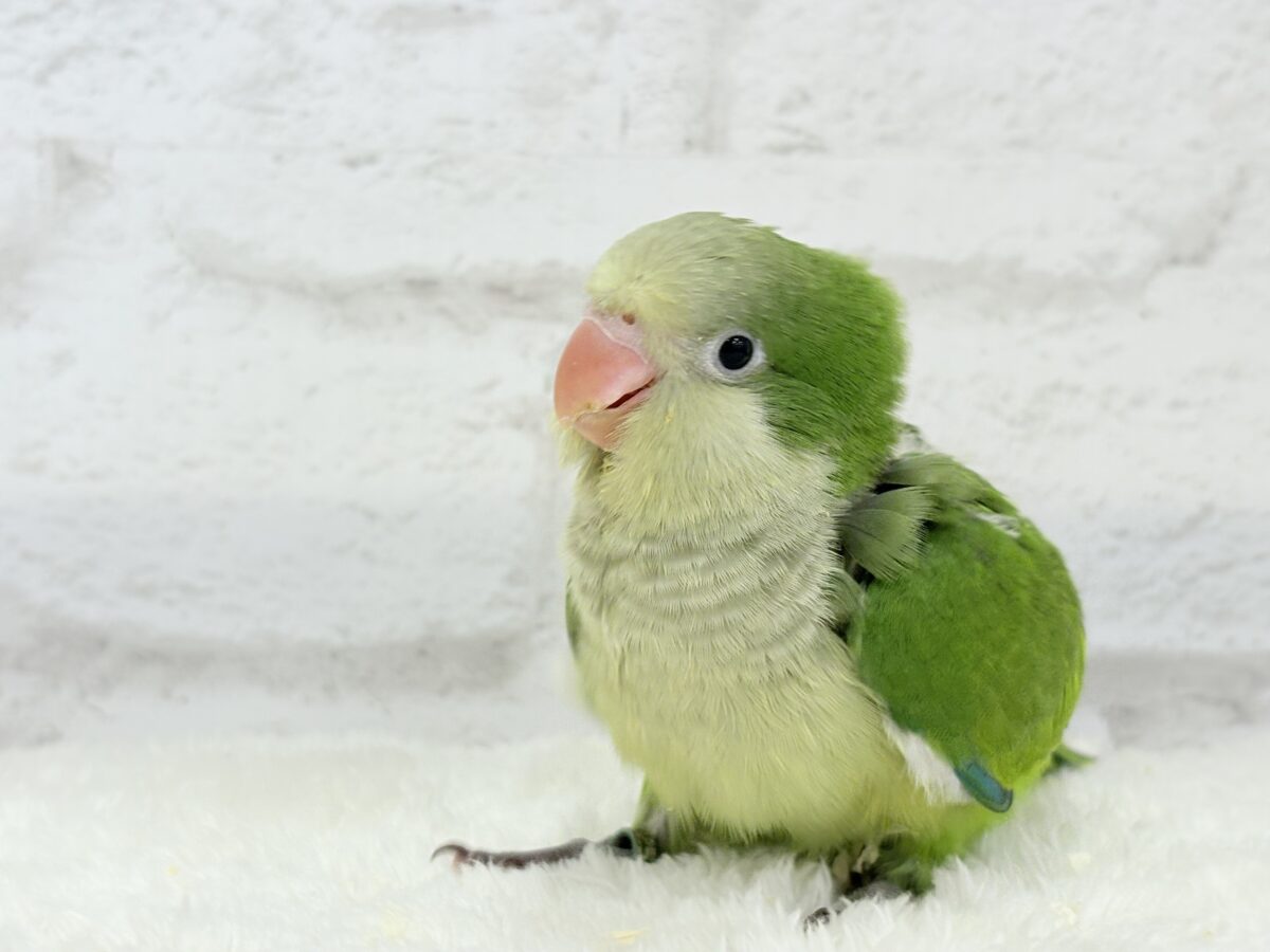 オキナインコ