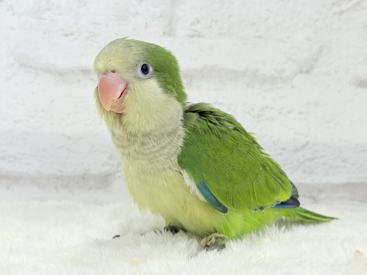 オキナインコ