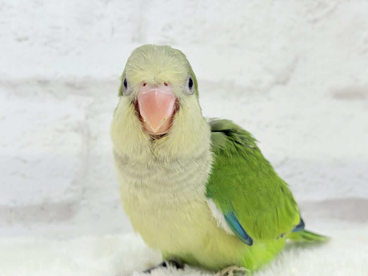 オキナインコ