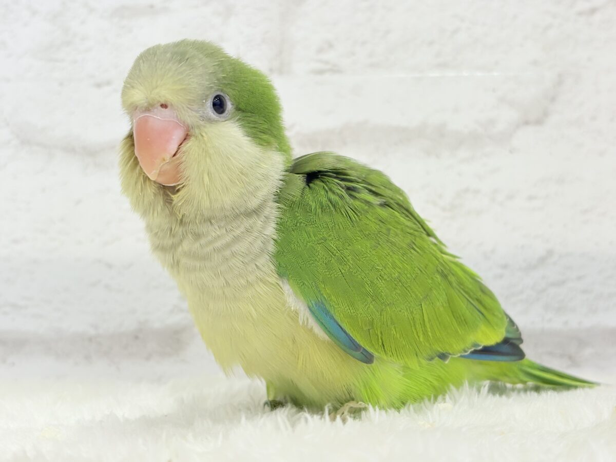 オキナインコ