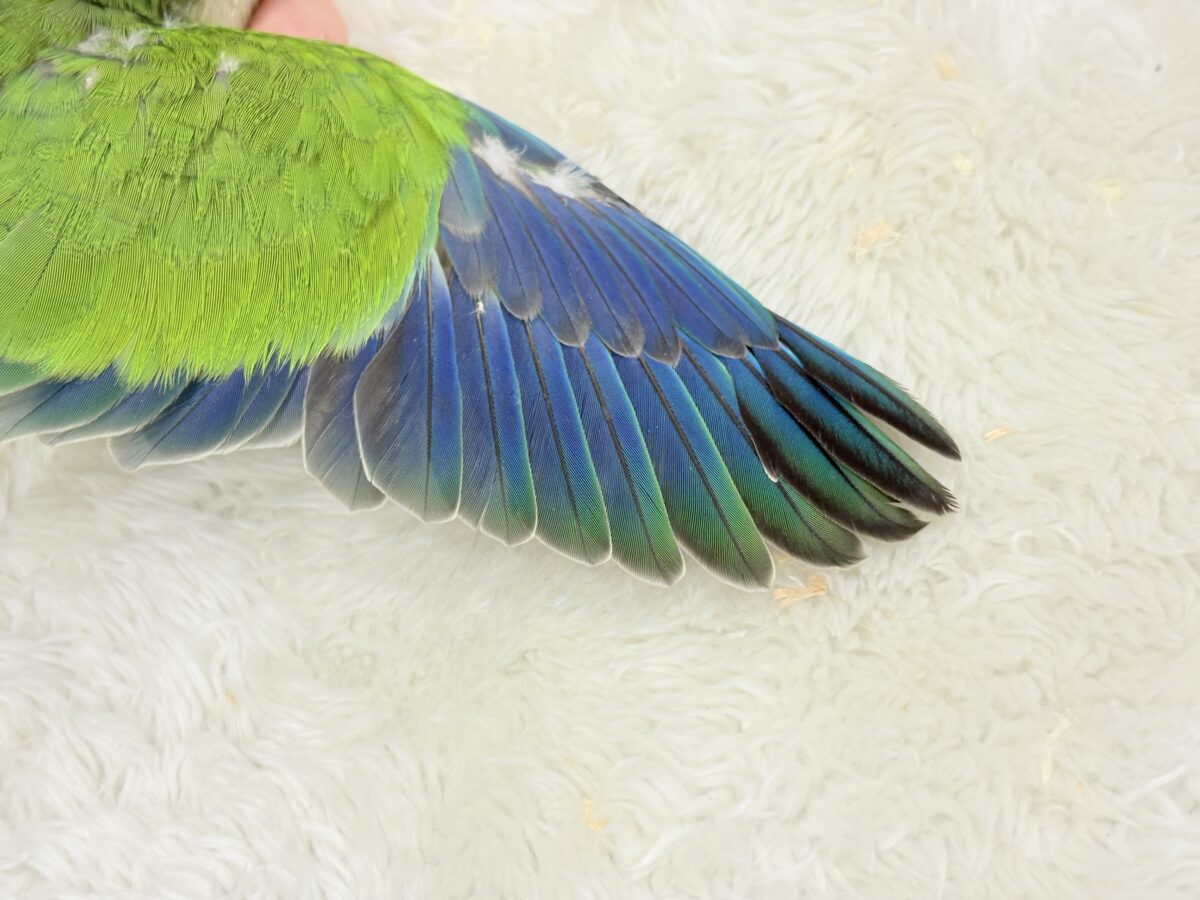 オキナインコ