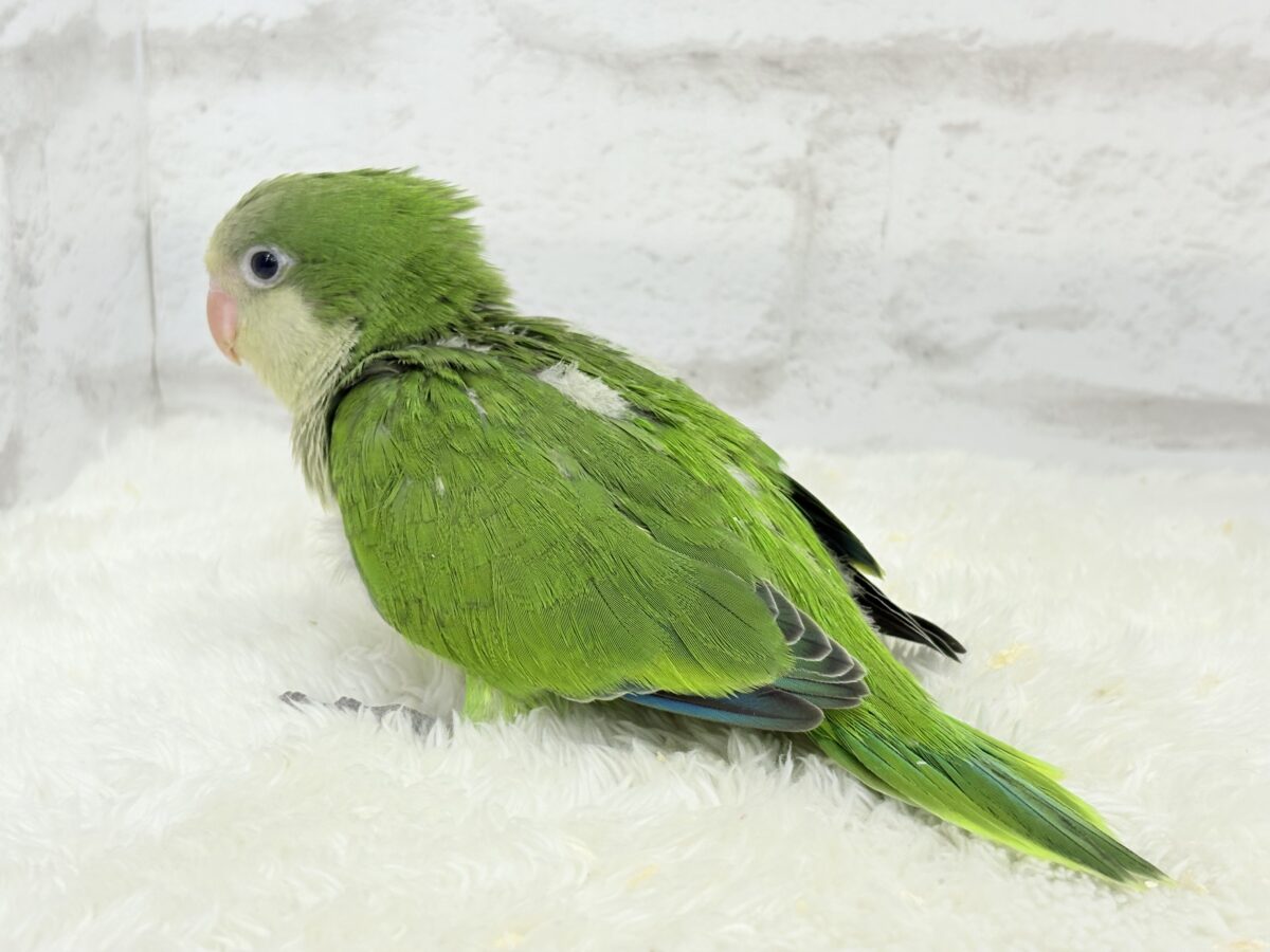 オキナインコ
