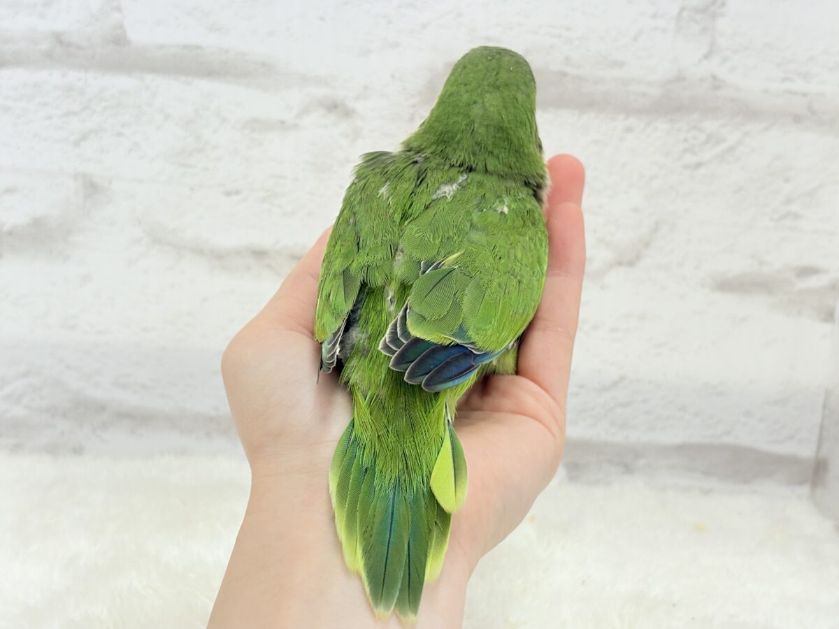 オキナインコ