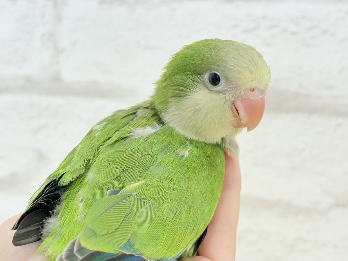 オキナインコ