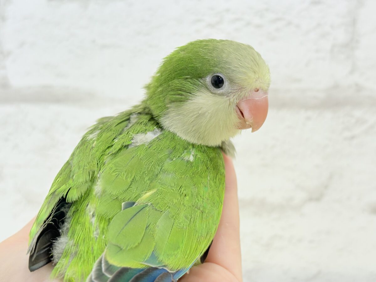 オキナインコ