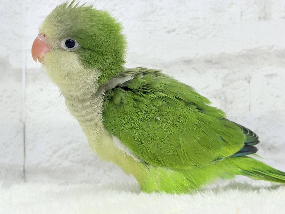 オキナインコ