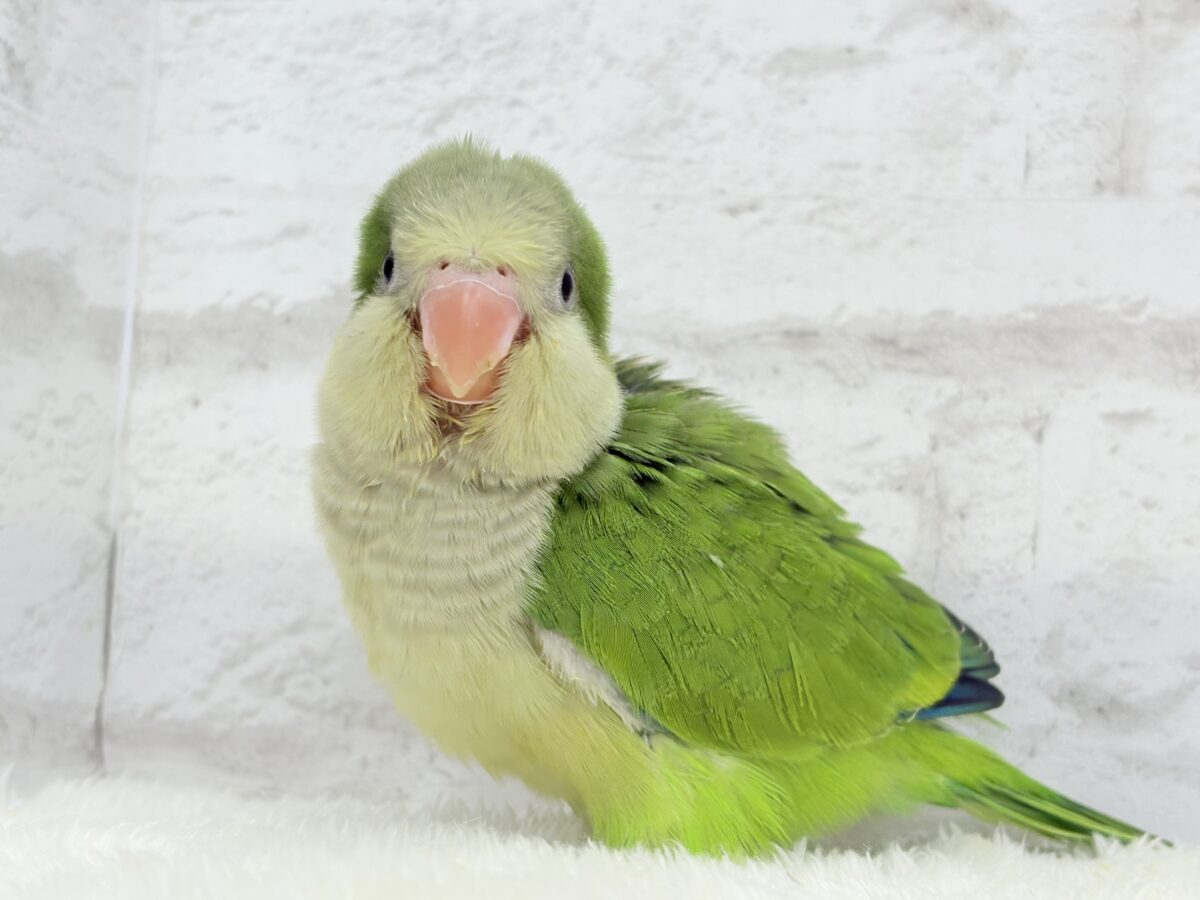 オキナインコ
