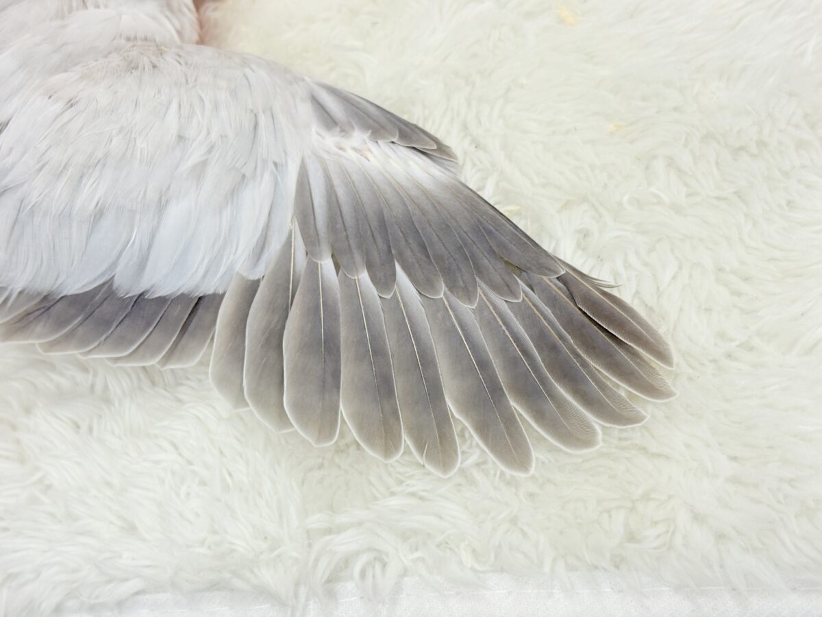 オキナインコ