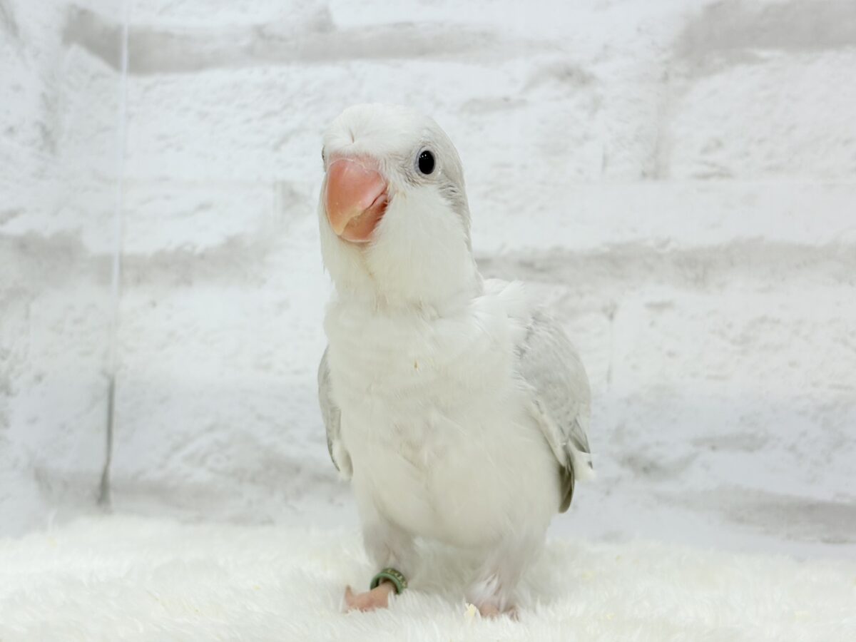 オキナインコ