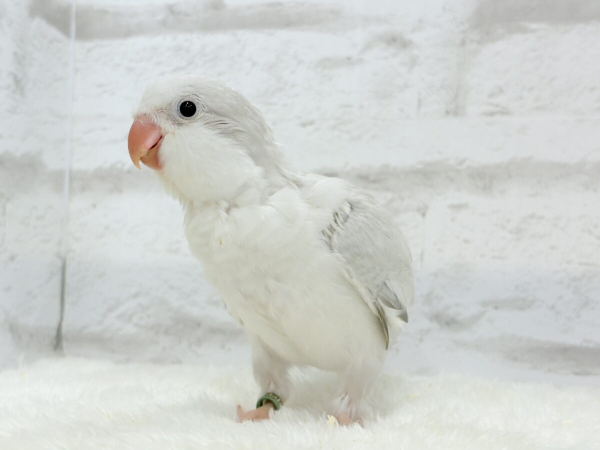オキナインコ