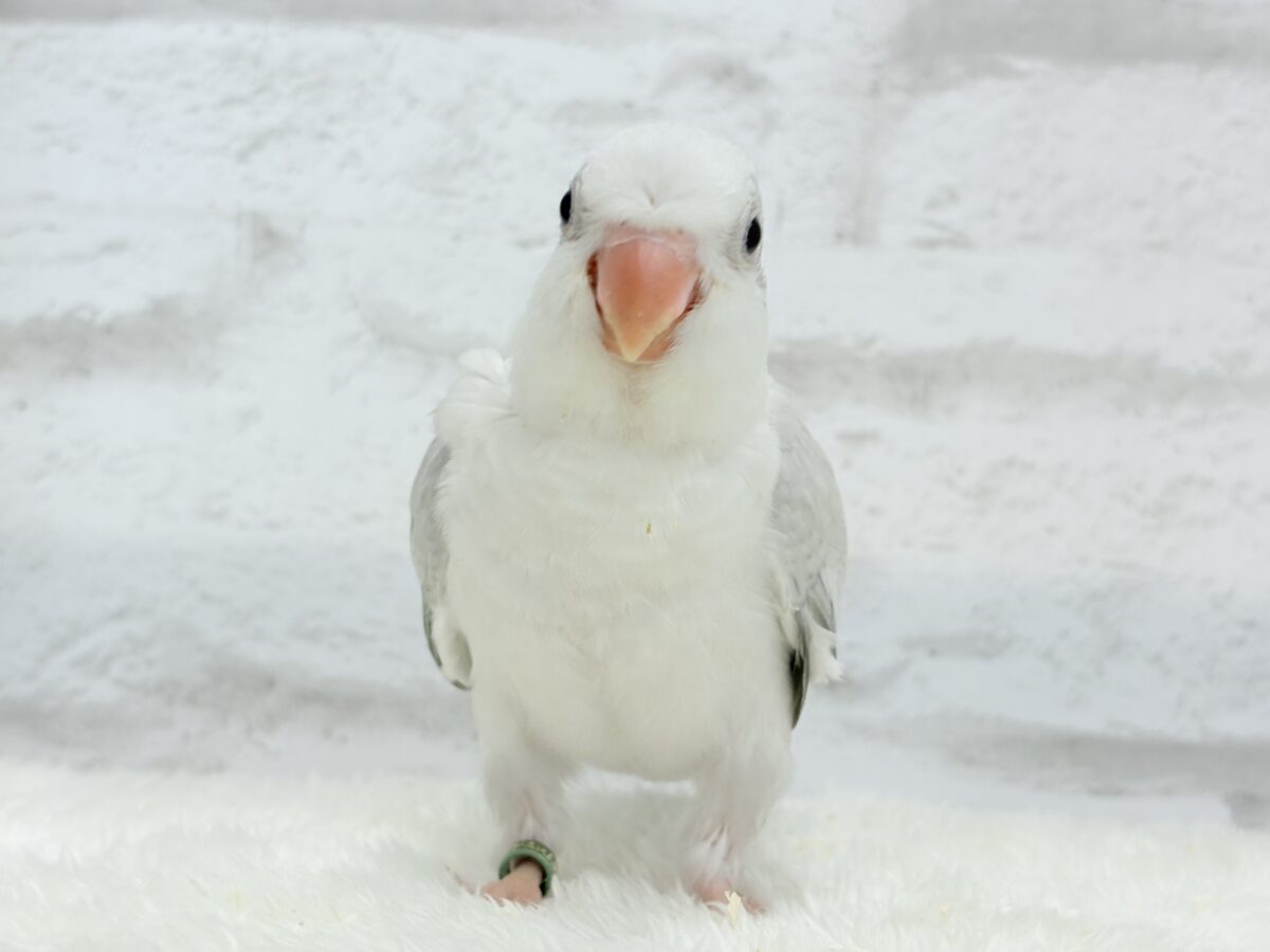 オキナインコ