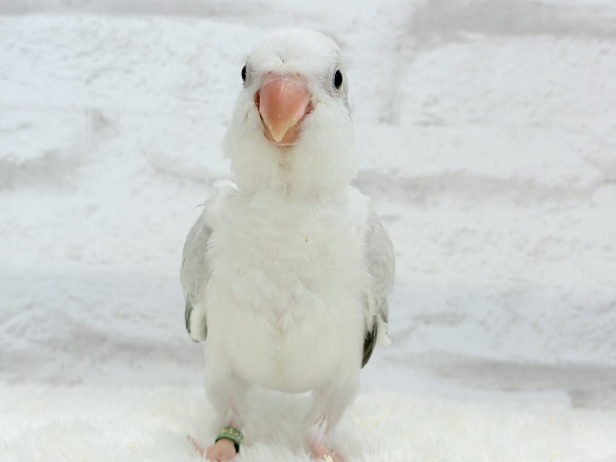 オキナインコ