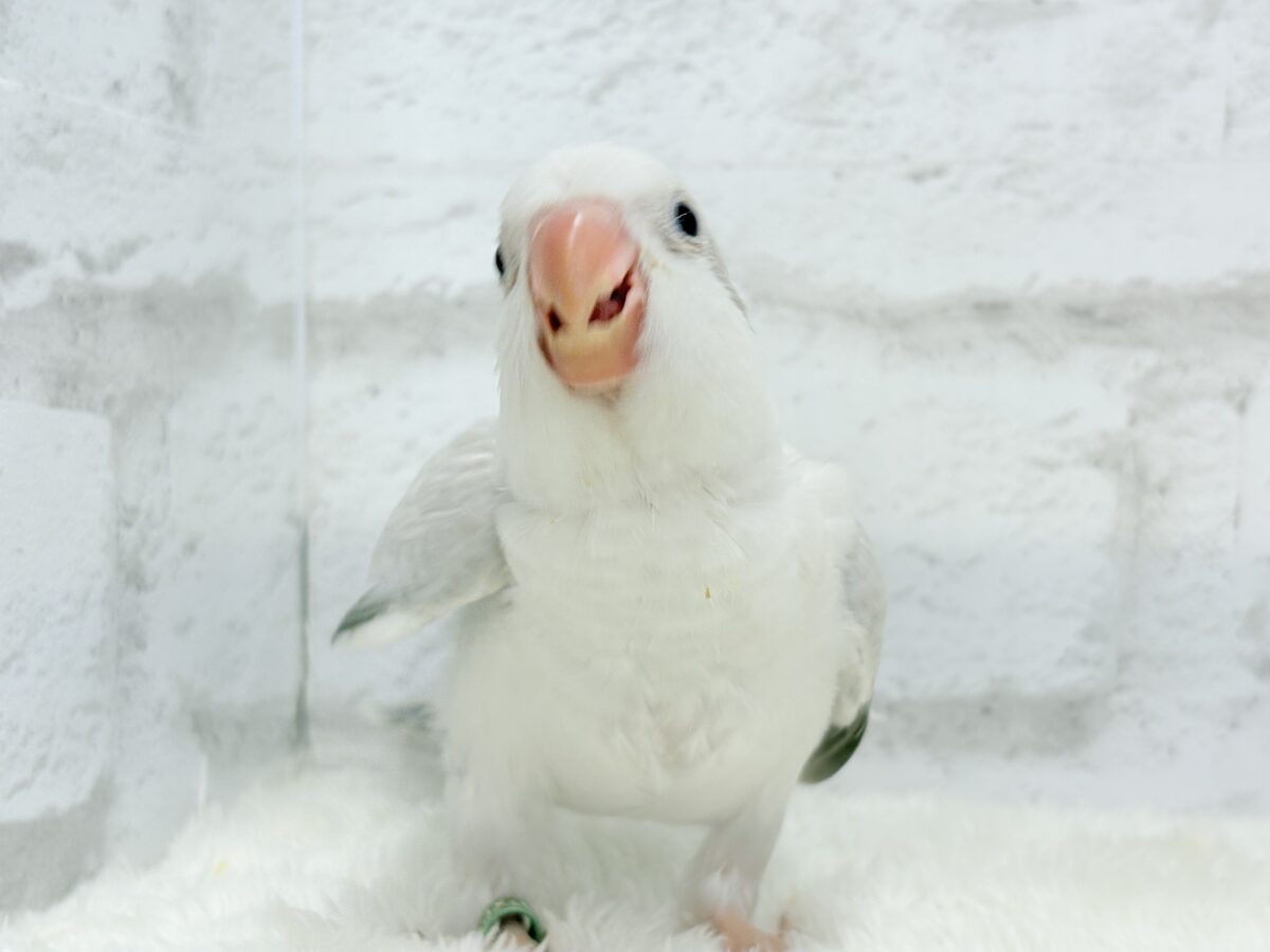 オキナインコ