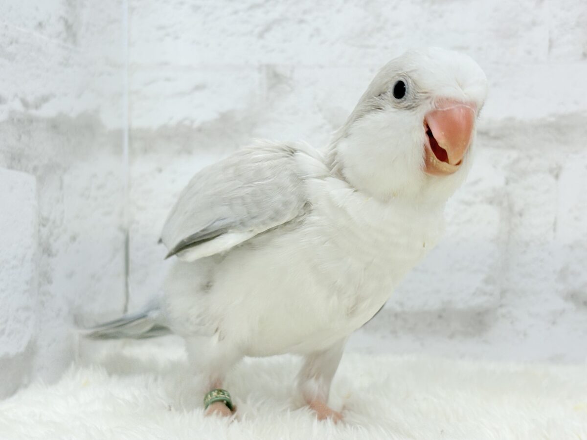 オキナインコ