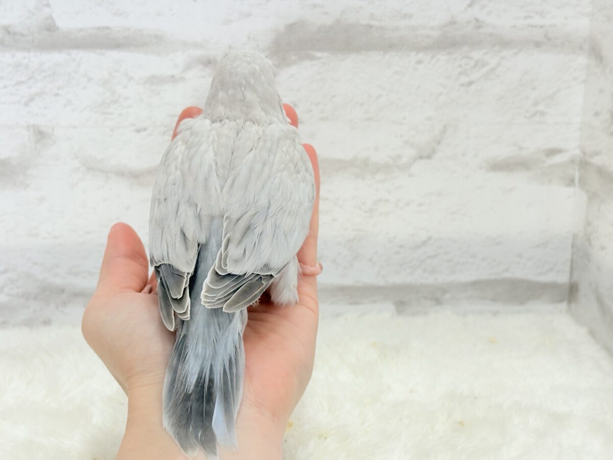 オキナインコ