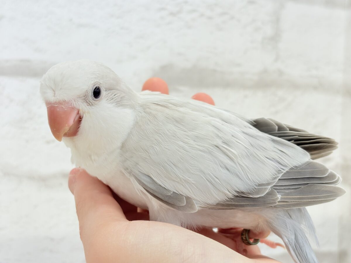 オキナインコ