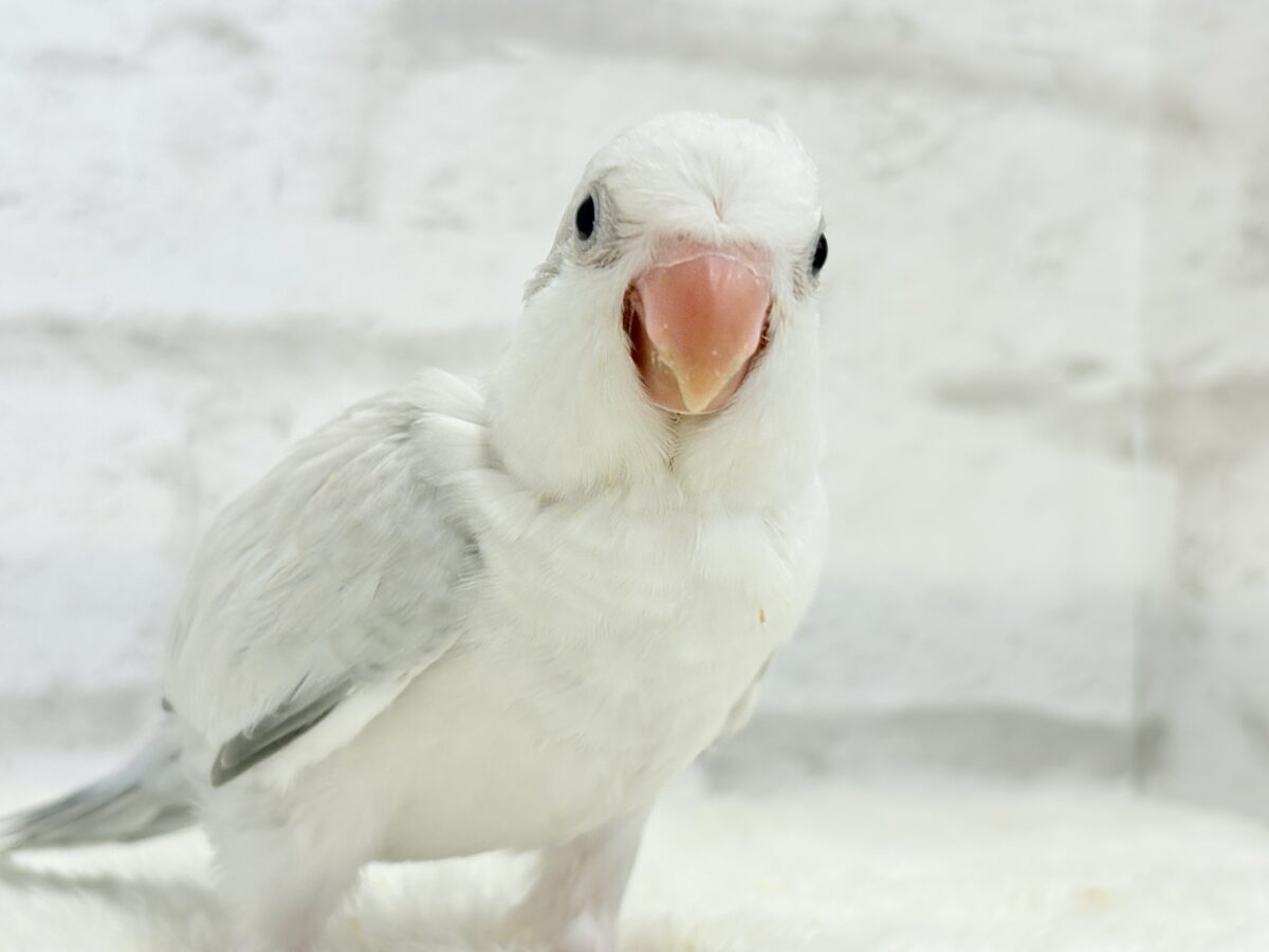 オキナインコ