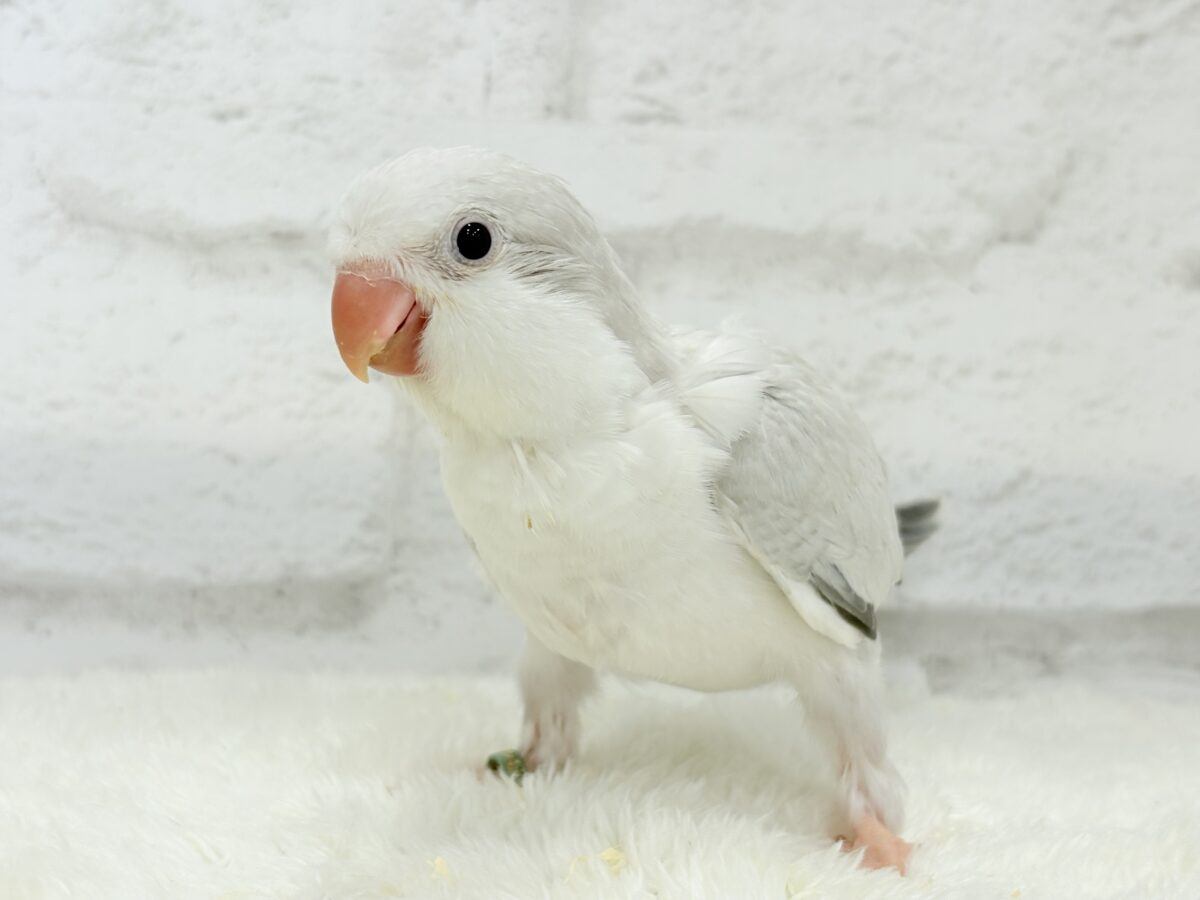 オキナインコ