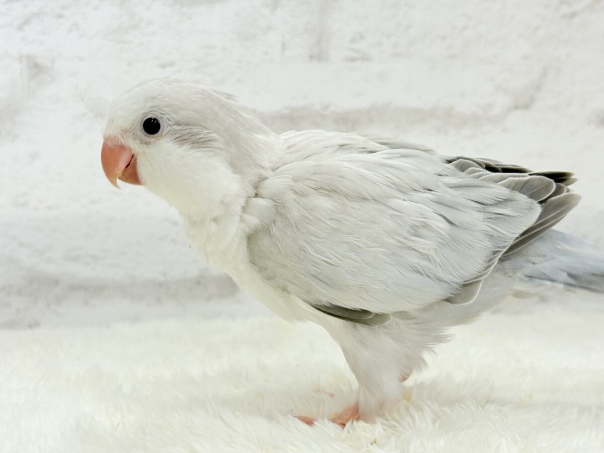オキナインコ