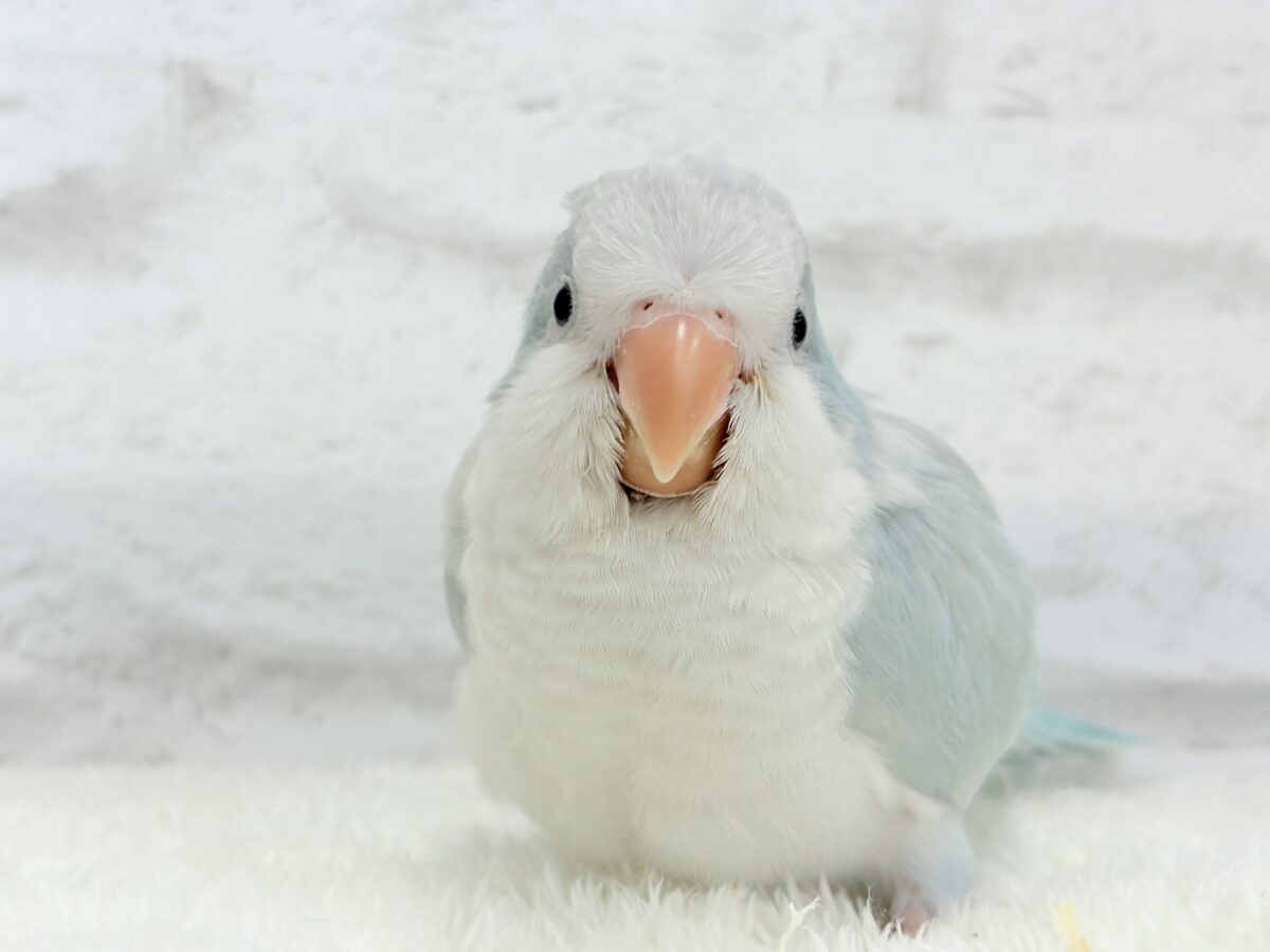 オキナインコ