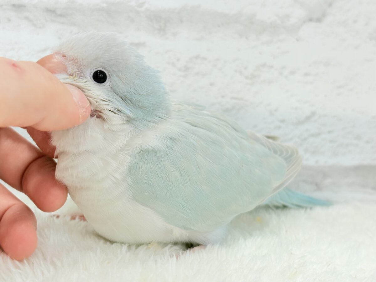 オキナインコ