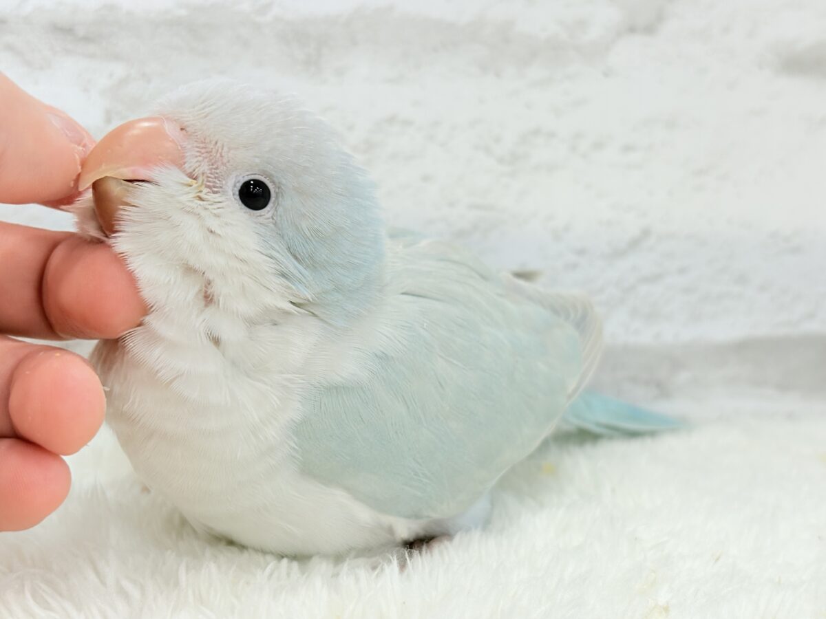 オキナインコ