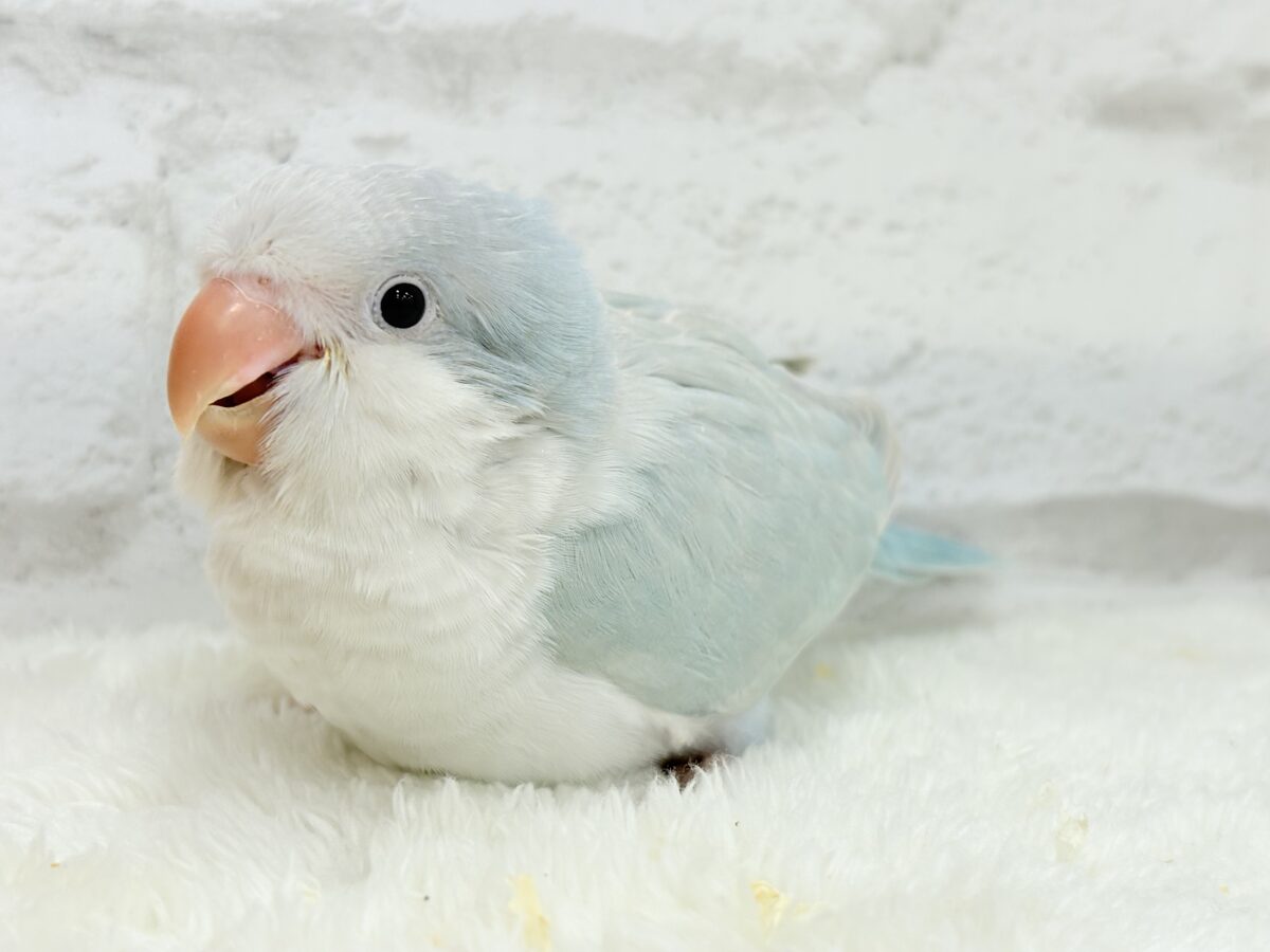 オキナインコ