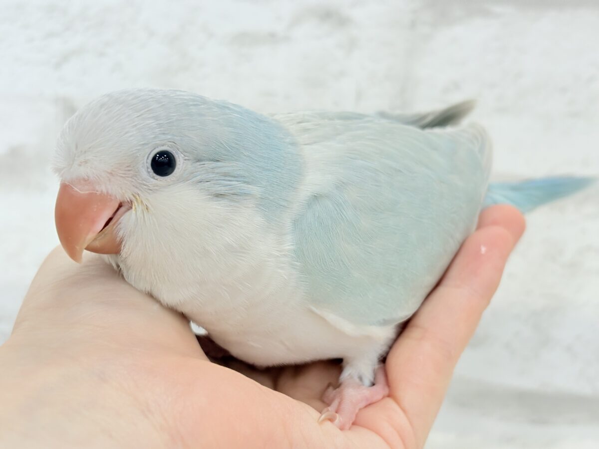 オキナインコ