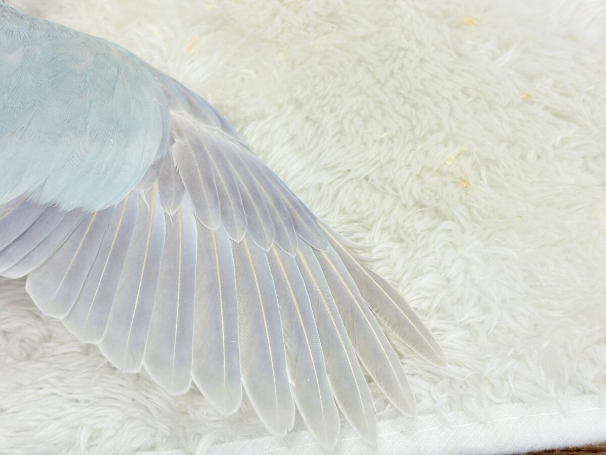 オキナインコ