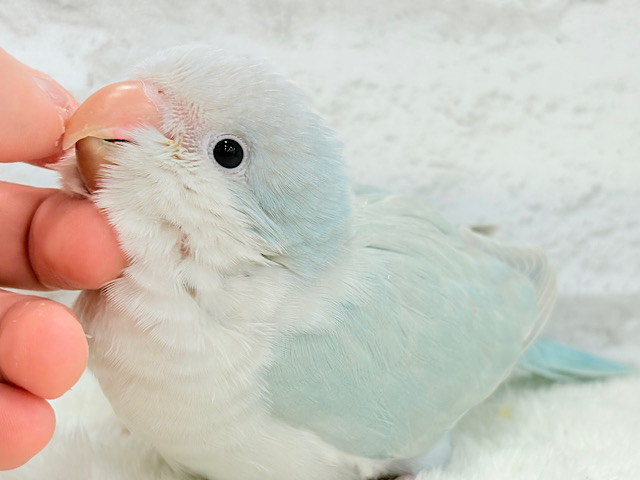 【最新画像更新🪄】ラムネみたいな淡いブルー🐣🩵🫧オキナインコ(ブルーパリドイノ) ヒナ