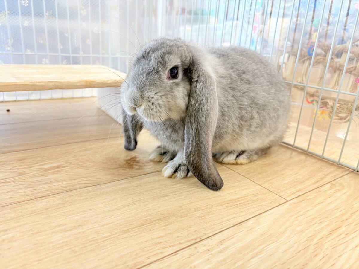 【最新画像更新🪄】BIGGirl🐰🩶フレンチロップ(グレー)女の子 フレンチロップイヤー