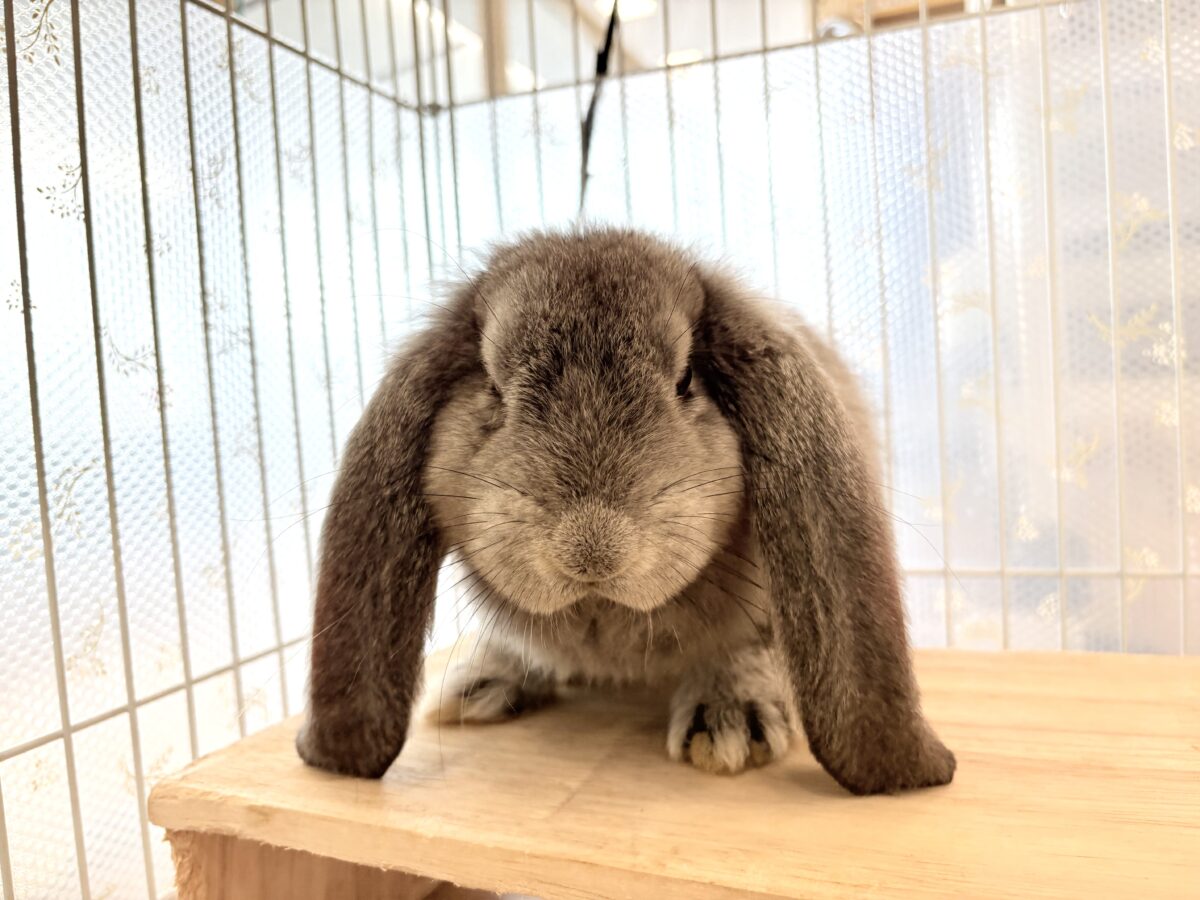 【最新画像更新🪄】BIGGirl🐰🩶フレンチロップ(グレー)女の子 フレンチロップイヤー