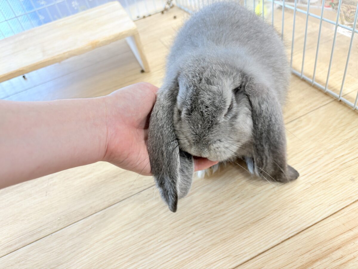 【最新画像更新🪄】BIGGirl🐰🩶フレンチロップ(グレー)女の子 フレンチロップイヤー
