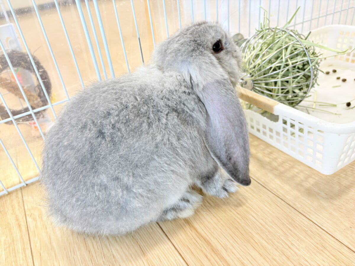 【最新画像更新🪄】BIGGirl🐰🩶フレンチロップ(グレー)女の子 フレンチロップイヤー