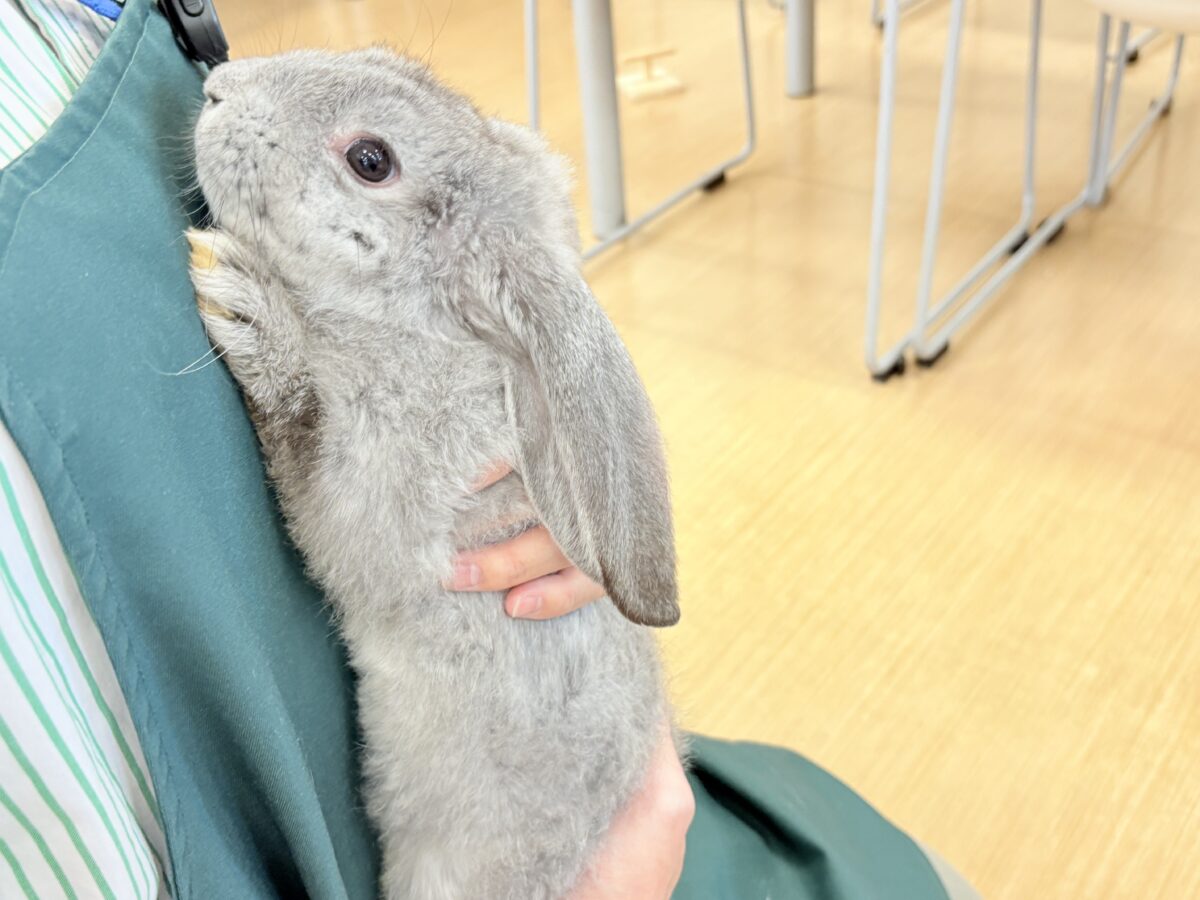 【最新画像更新🪄】BIGGirl🐰🩶フレンチロップ(グレー)女の子 フレンチロップイヤー