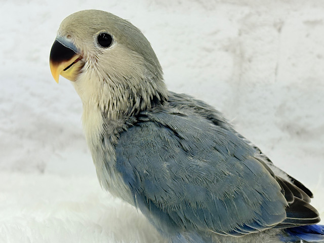 【最新画像更新🪄】わた毛たっぷりベビちゃん🐣💜コザクラインコ(バイオレット) ヒナ