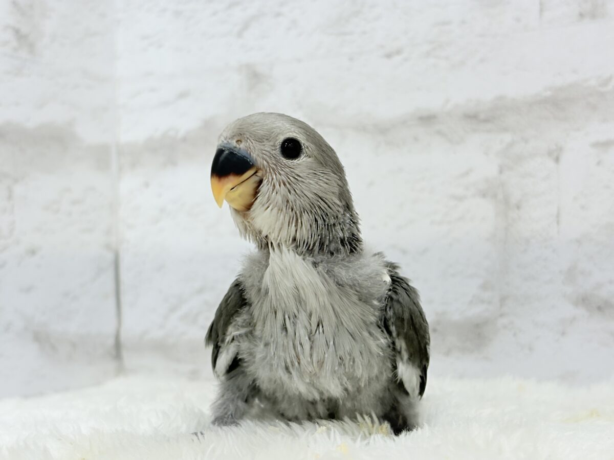 【最新画像更新🪄】魅力いっぱい魅惑のカラー🐣🩶コザクラインコ(モーブ) ヒナ コザクラインコ(小桜インコ)