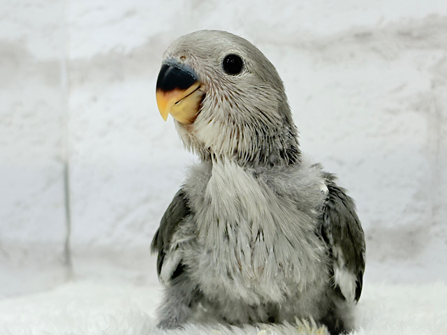 【最新画像更新🪄】魅力いっぱい魅惑のカラー🐣🩶コザクラインコ(モーブ) ヒナ
