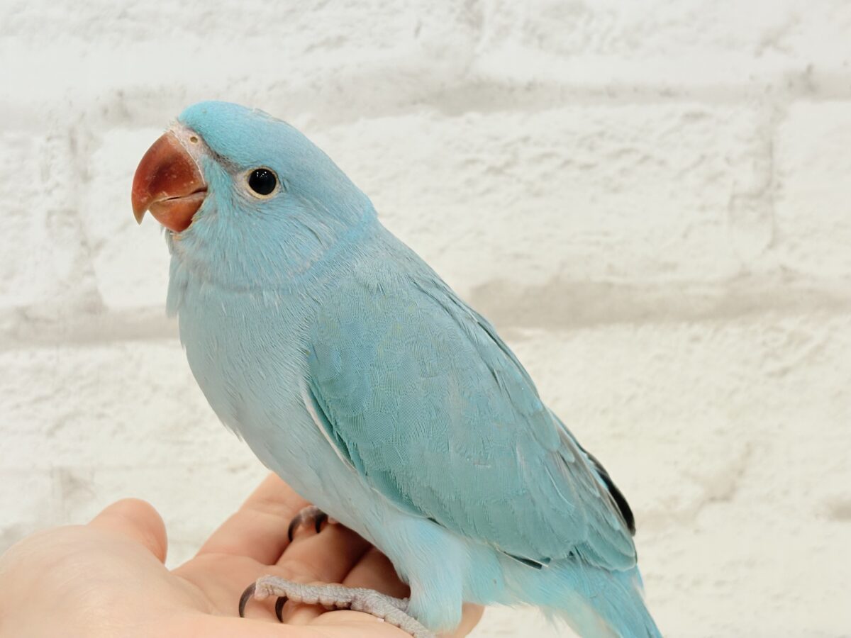 ワカケホンセイインコ（月の輪インコ）