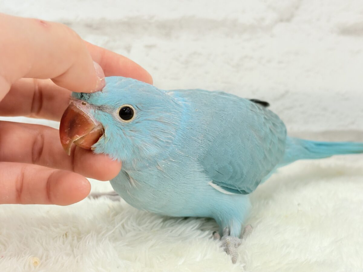 ワカケホンセイインコ（月の輪インコ）