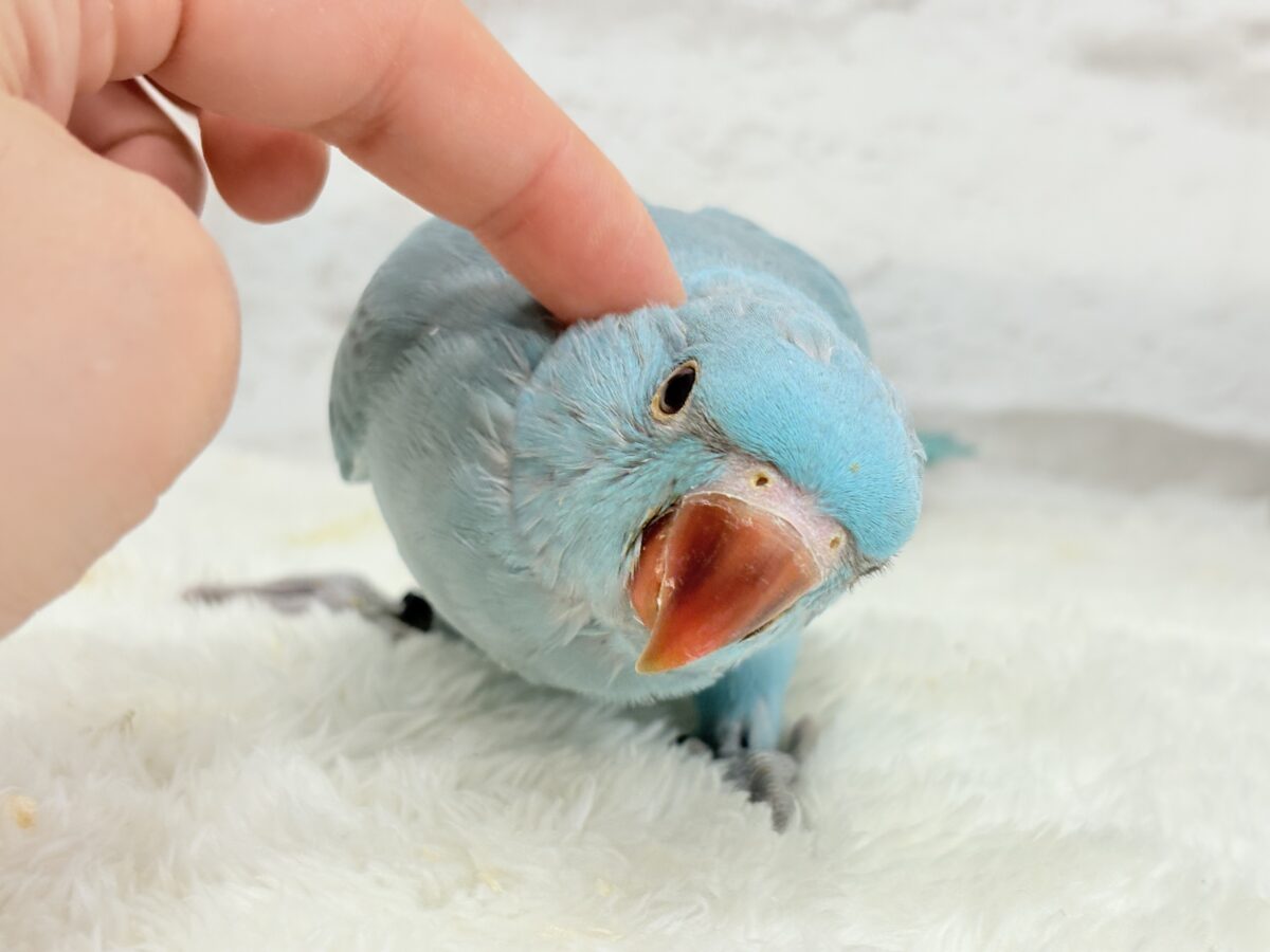 ワカケホンセイインコ（月の輪インコ）