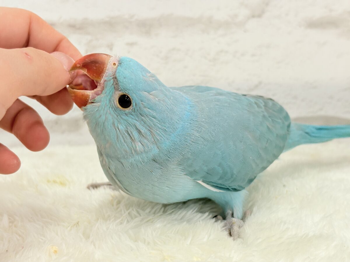 ワカケホンセイインコ（月の輪インコ）
