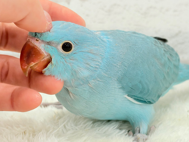 【最新画像更新🪄】ヒナヒナフォルムはドラ〇もん！？🔔🩵ワカケホンセイインコ(ブルー) 男の子 ヒナ