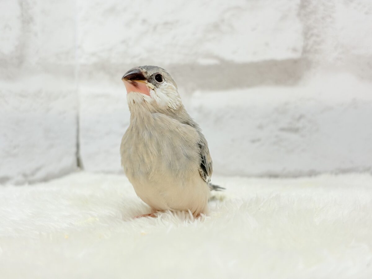 【最新画像更新🪄ひとり餌になりました☆】風切羽にひと癖あるよ🪶🫧桜文鳥 ヒナ 桜文鳥