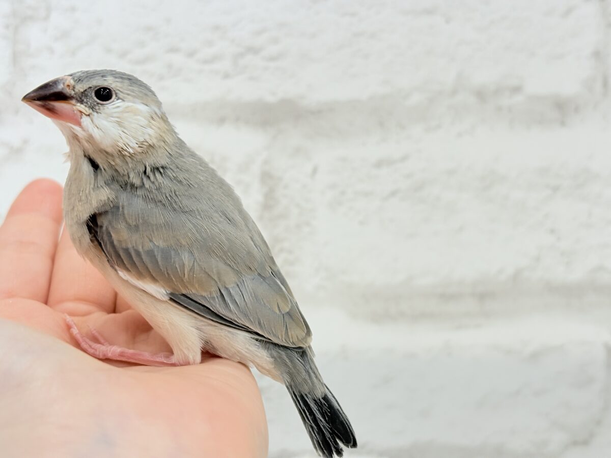 【最新画像更新🪄ひとり餌になりました☆】風切羽にひと癖あるよ🪶🫧桜文鳥 ヒナ 桜文鳥