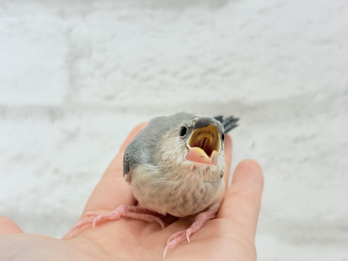 【最新画像更新🪄ひとり餌になりました☆】風切羽にひと癖あるよ🪶🫧桜文鳥 ヒナ 桜文鳥