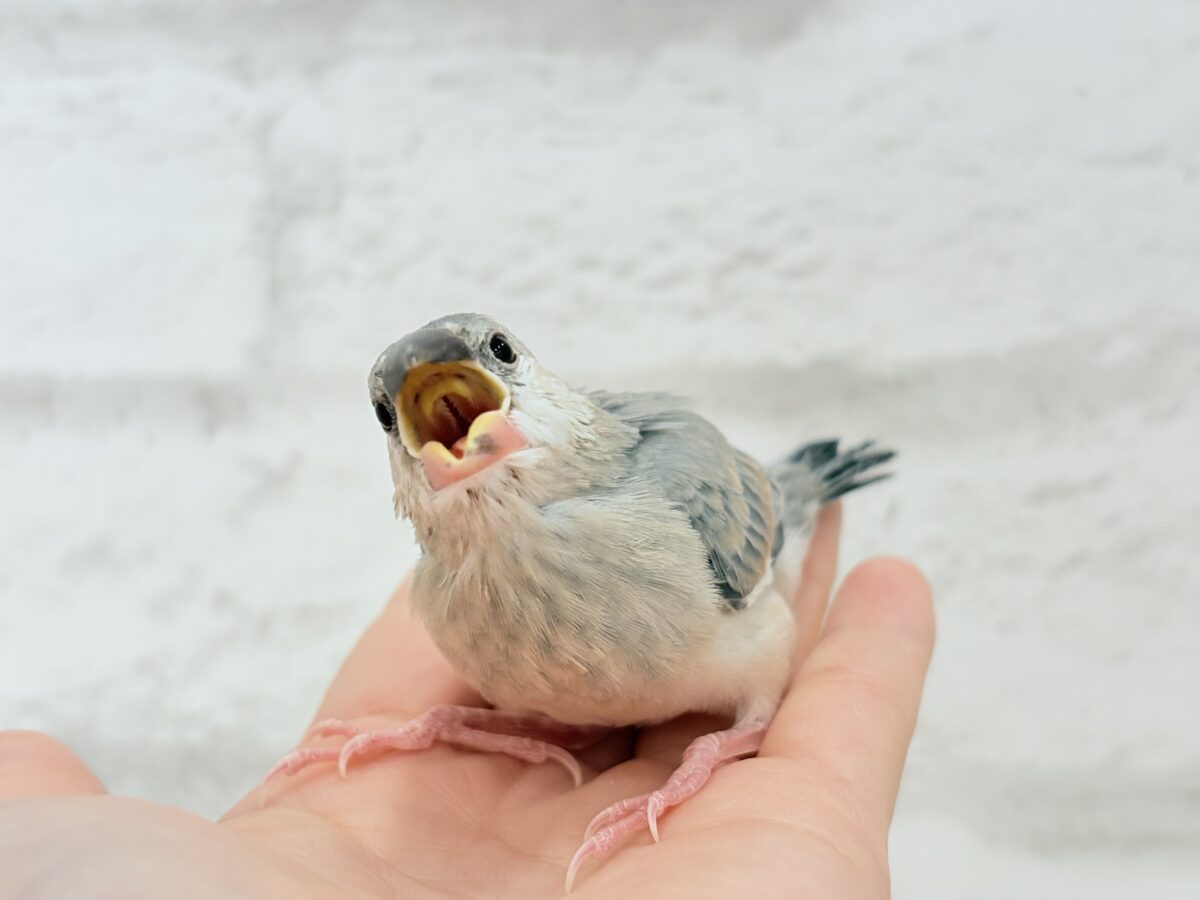【最新画像更新🪄ひとり餌になりました☆】風切羽にひと癖あるよ🪶🫧桜文鳥 ヒナ 桜文鳥