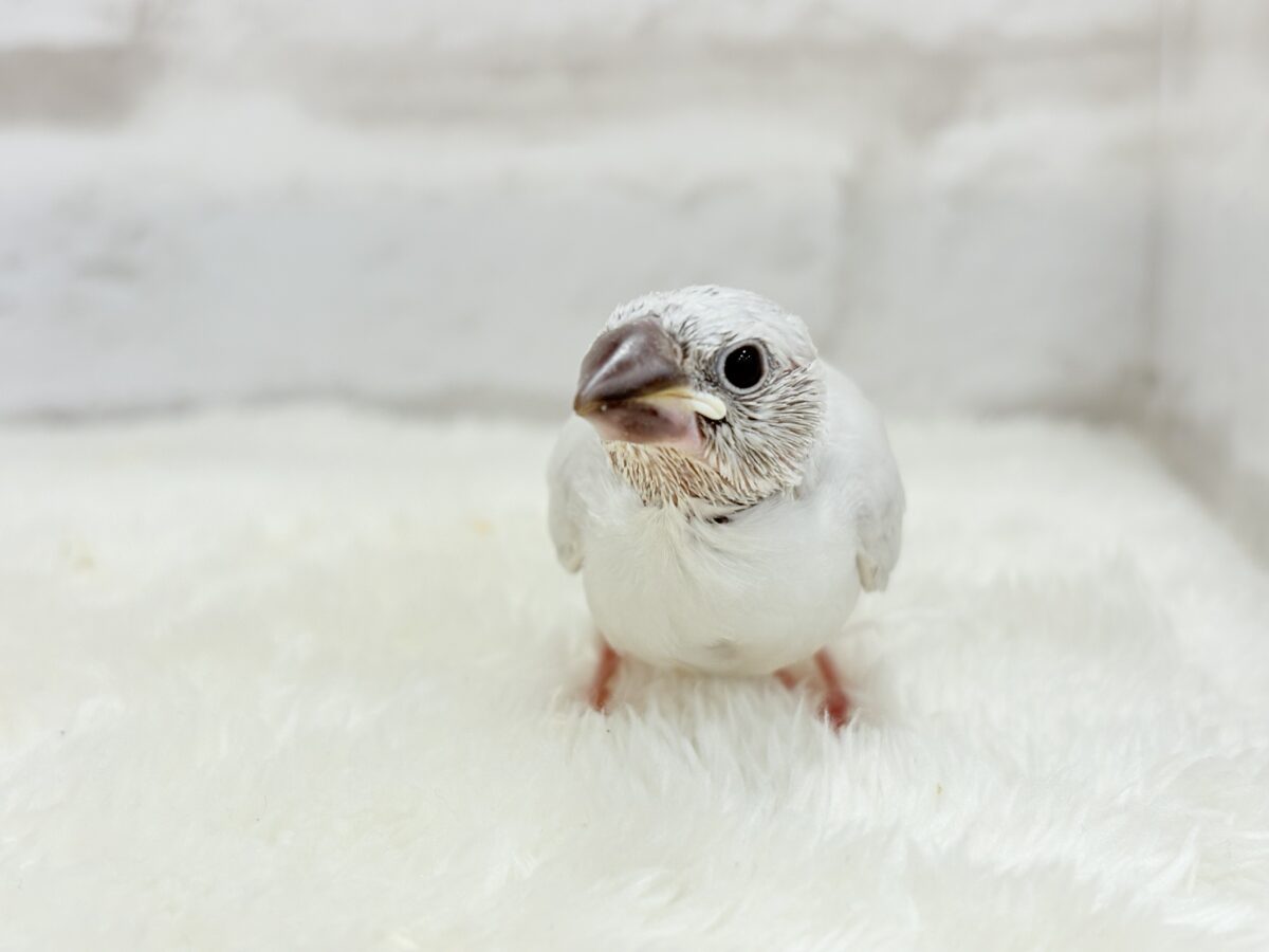 シルバー文鳥
