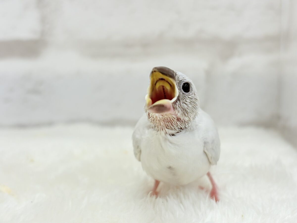 シルバー文鳥
